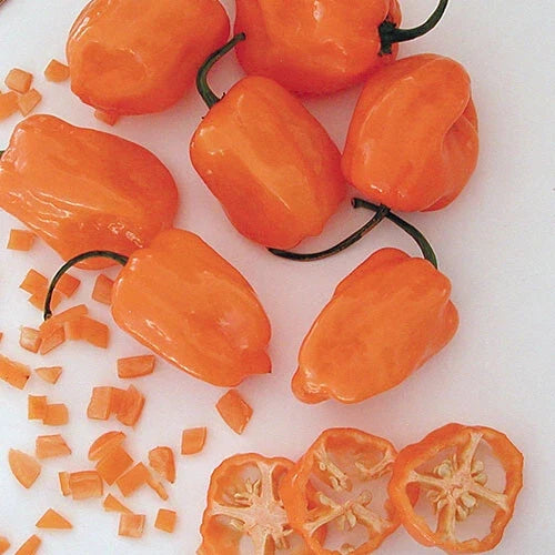 Orange Habanero Pepper Seeds | Heirloom Non-GMO | Capsicum chinense | 20 Seeds for Spicy Dishes and Container Gardening