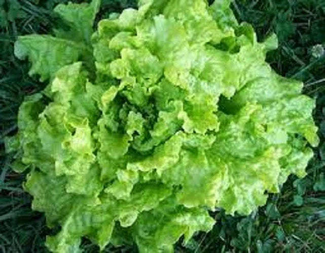 Black Seeded Simpson Leaf Lettuce Seeds - 200 Organic Non-GMO Heirloom Seeds - Lactuca sativa - Fast-Growing, Crisp Flavor
