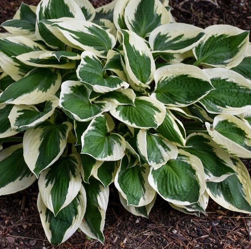 Hosta Patriot Bare Root Plant - Medium Clumping Perennial - Green & White Foliage - Hosta 'Patriot' - Shade Tolerant