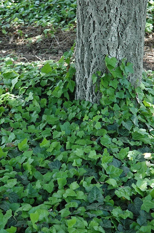Baltic Ivy Rooted Cuttings - 3 Pack Sub Zero Hardy Climbing Vine Ground Cover - Hedera helix - Evergreen Foliage