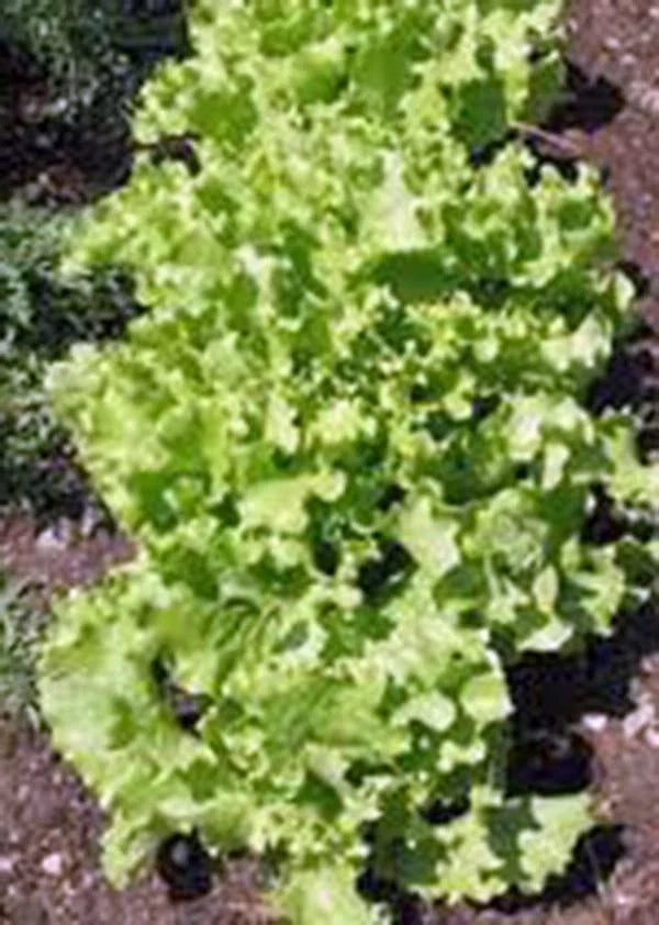 Lettuce Seed Pack - Heirloom Grand Rapids Leaf - Non-GMO - 50+ Seeds - Lactuca sativa - Ideal for Home Gardening