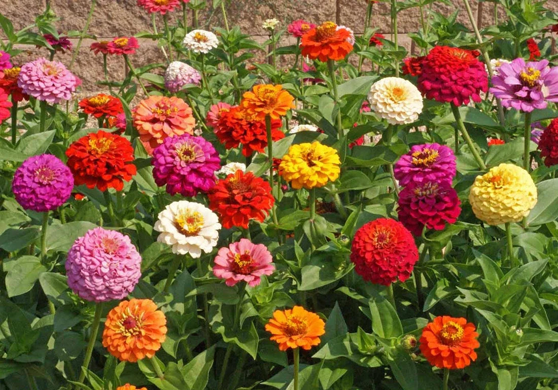 Bulk Zinnia Seeds 2000 Heirloom Pumila Mix Butterfly Quality Zinnia elegans Non-GMO Wildflower Garden Seeds