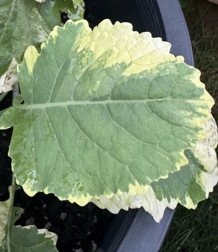 Tree Collards Cuttings - Organic Kosmic Kale - Brassica oleracea - Two Plant Starters for Garden - Non-GMO Leafy Greens