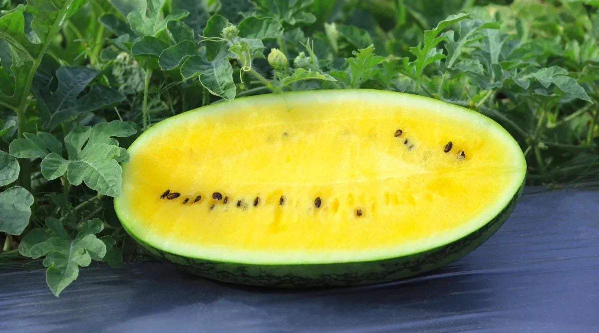 Mountain Sweet Yellow Watermelon Seeds - 50+ Heirloom Non-GMO Seeds - Citrullus lanatus - Ideal for Home Gardens