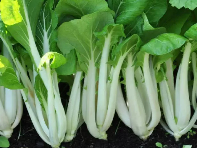 Pak Choi Seeds, Non-GMO White Stem Chinese Cabbage, Brassica rapa subsp. chinensis, Various Sizes for Home Gardening