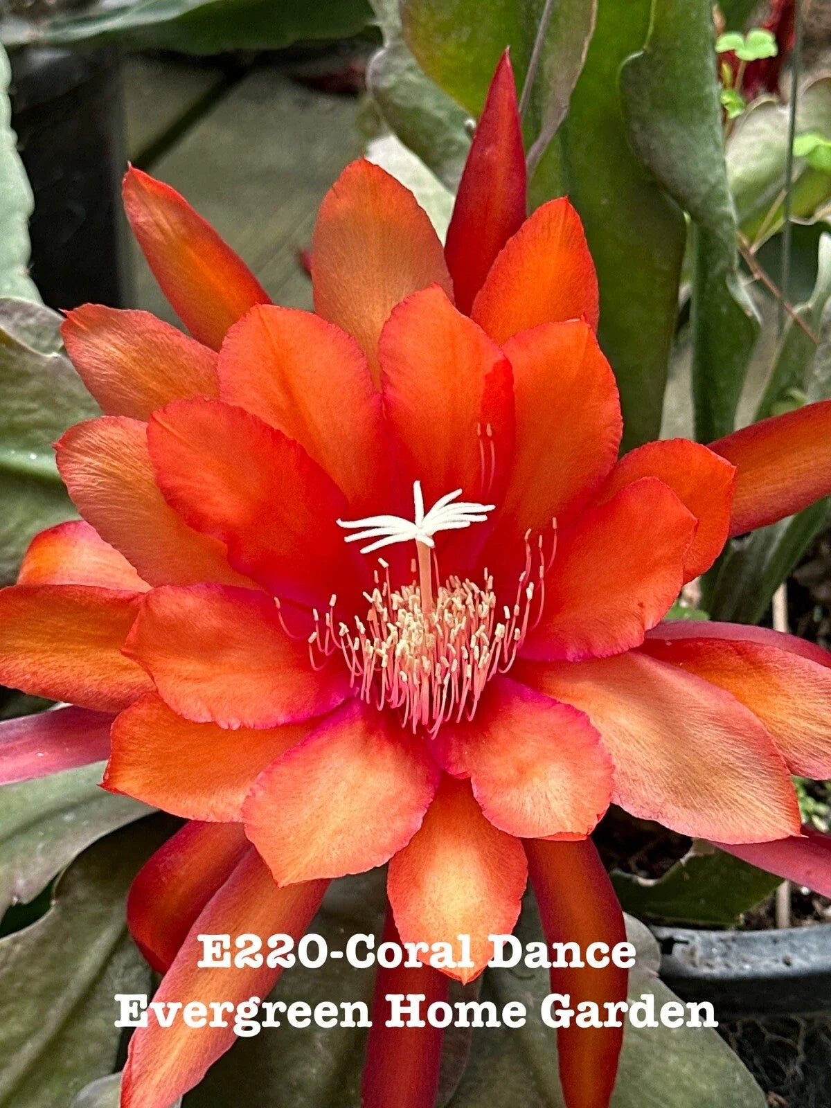 Epiphyllum Orchid Cactus 4" Starter Pot Coral Dance Rooted Tropical Houseplant (Epiphyllum spp.)