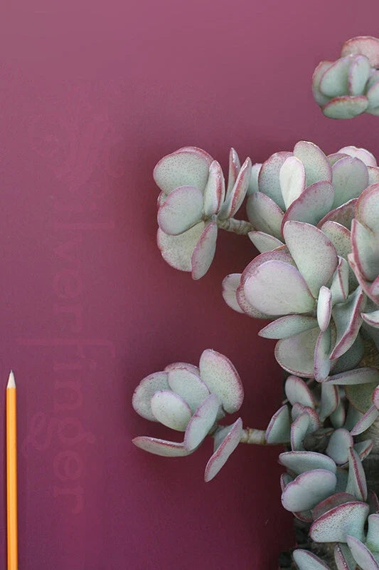 Crassula Arborescens Silver Dollar Plant - 4-Inch Pot Drought-Tolerant Succulent for Indoor Outdoor Decor