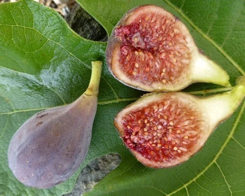Celeste Fig Plant 3" Pot Ficus carica 'Celeste' Indoor/Outdoor Rooted Fig Tree for Garden or Home Decor