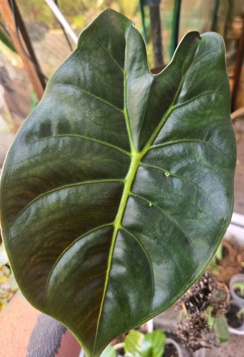 Alocasia Golden Bone Corms - Healthy, Easy to Root - Alocasia macrorrhiza 'Golden Bone' - Tropical Indoor Plant