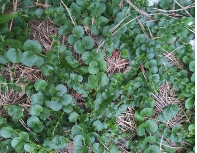 Creeping Jenny Groundcover - 3 Starts - Dark Green - Lysimachia nummularia 'Aurea' - Rare Color, Low Maintenance, Erosion Control