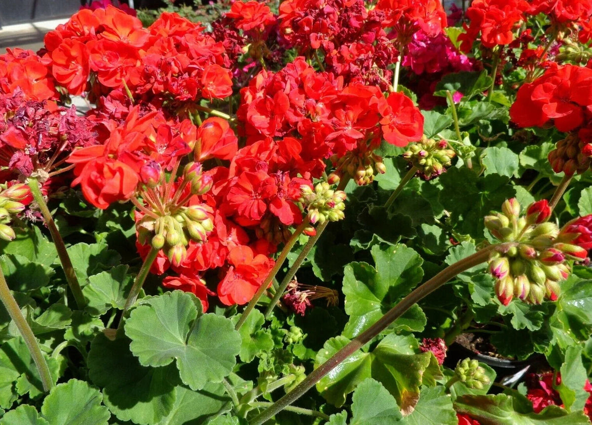 Hardy Geranium Cuttings 5 Pack Big Red Flower Pelargonium x hortorum Fresh Plant Cuttings for Garden or Indoor Decor