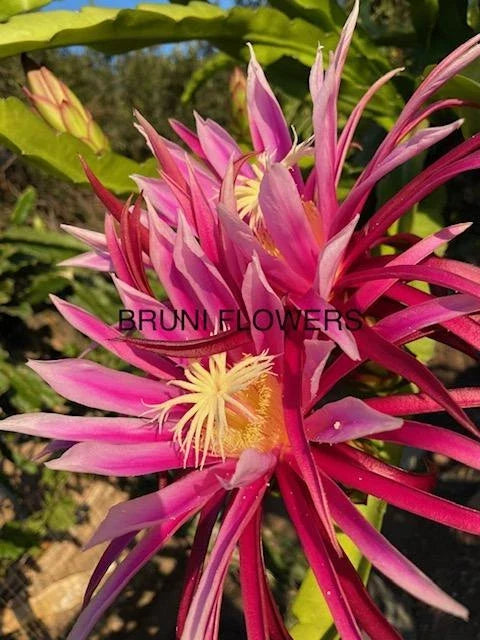 Bruni Dragon Fruit Cuttings 8" to 12" | Hylocereus undatus | Tropical Cactus for Plant Propagation and Gardening