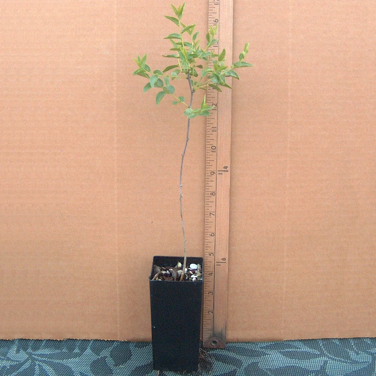 Sour Jujube Rootstock Small Potted Plant for Grafting, Ziziphus jujuba, Ideal for Fruit Production, Easy Care