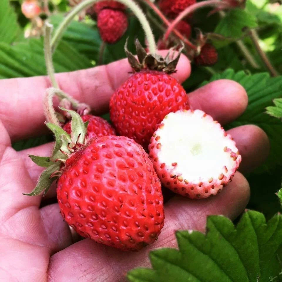 Live Strawberry Plants - 5 Scarlet June Roots - Fragaria × ananassa - Ideal for Zones 4-9 - High Yield, Easy to Grow