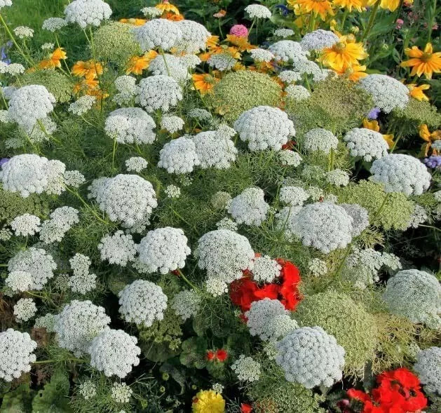 Bishop's Flower Seeds - 100 Pack - Ammi majus - Delicate White Blooms - Attracts Pollinators - Easy to Grow - Made in USA