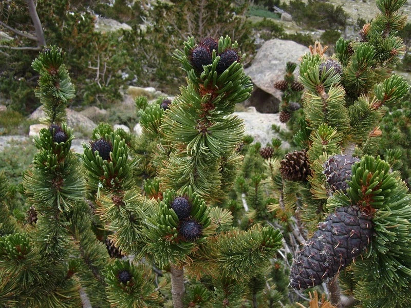 Bristlecone Pine Tree Seeds, 15 Seeds, Drought-Resistant Hardy Conifer, Pinus aristata for Landscaping and Reforestation
