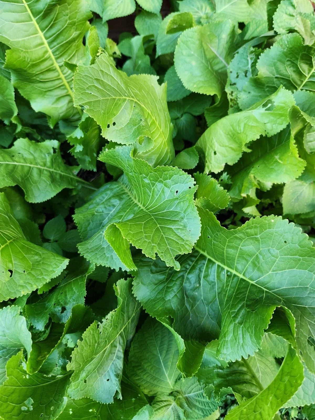 Horseradish Plant Root Seed - Organic Live Root for Planting - Armoracia rusticana - Culinary Herb for Garden