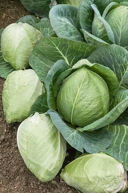 Cabbage Seeds 200+ Heirloom Charleston Wakefield NON-GMO Brassica oleracea for Home Gardens and Culinary Use