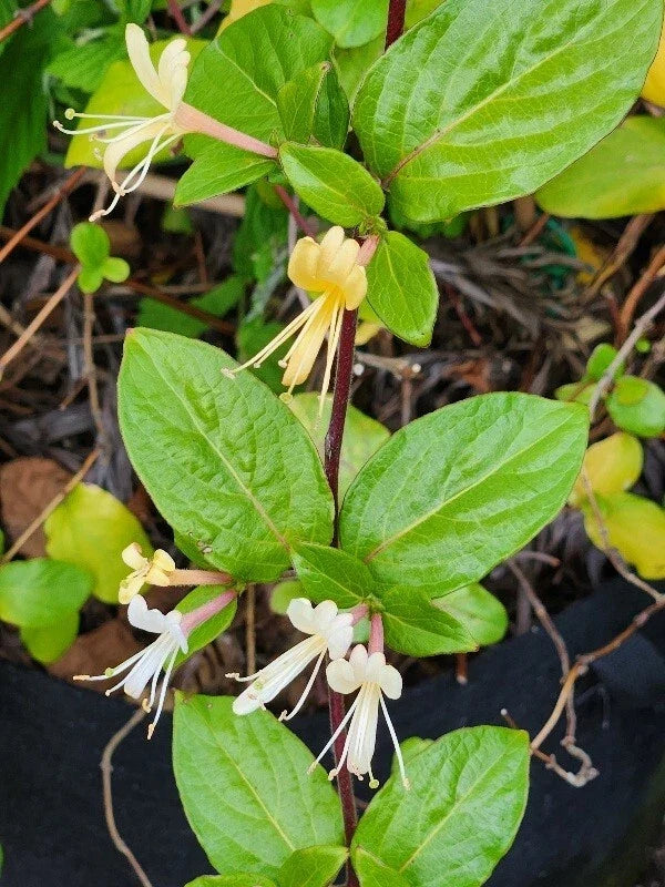 HALL'S Honeysuckle Plants - 4-5 Cups - White Yellow Flowers - Lonicera japonica - Fragrant Climbing Vine for Gardens