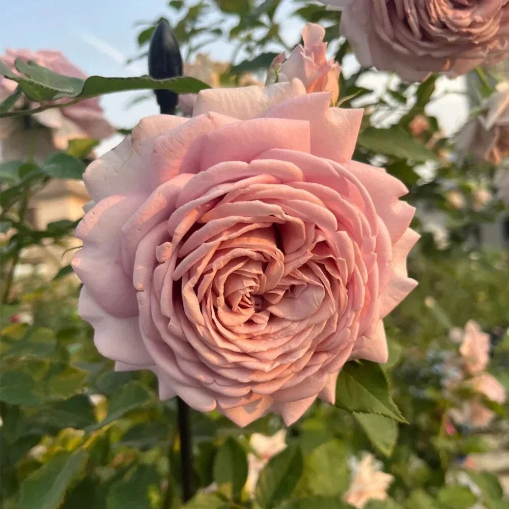 Miyabi Cha Rose Cuttings - 3 Rare Rooting or Grafting Cuttings - Rosa 'Miyabi Cha' - Perfect for Collectors and Gardeners