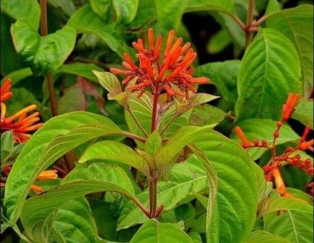 Firebush Seed Pods - 10+ Heirloom Scarlet Seeds - Hamelia patens - Attracts Hummingbirds & Butterflies - Non-GMO
