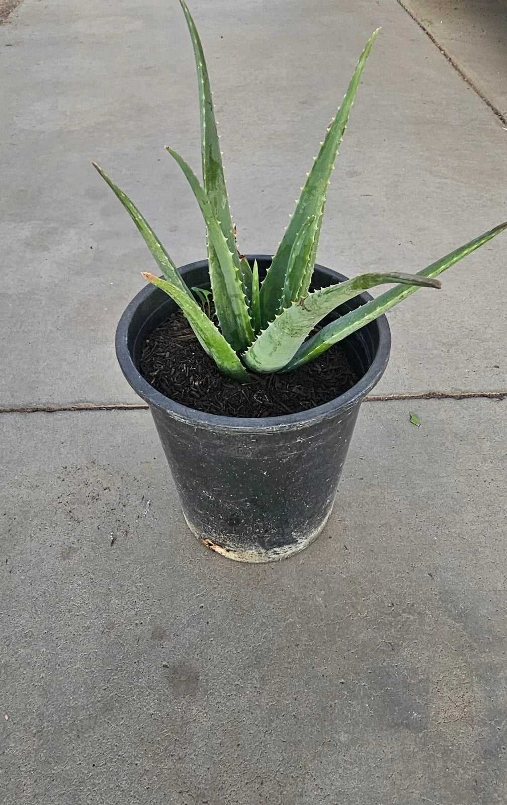 Aloe Vera Plant 5 Gallon Bare Root Healthy Live Plant Aloe barbadensis miller - Easy Care Indoor Outdoor Gardening