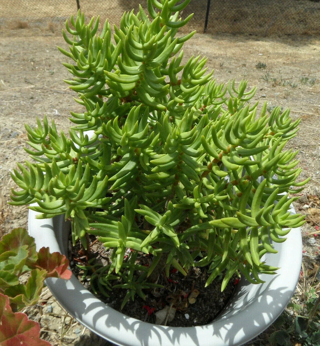 Lot of 5 Crassula Tetragona Mini Pine Tree Succulent Cuttings - Freshly Cut Decorative Plants for Indoor Garden and Terrariums
