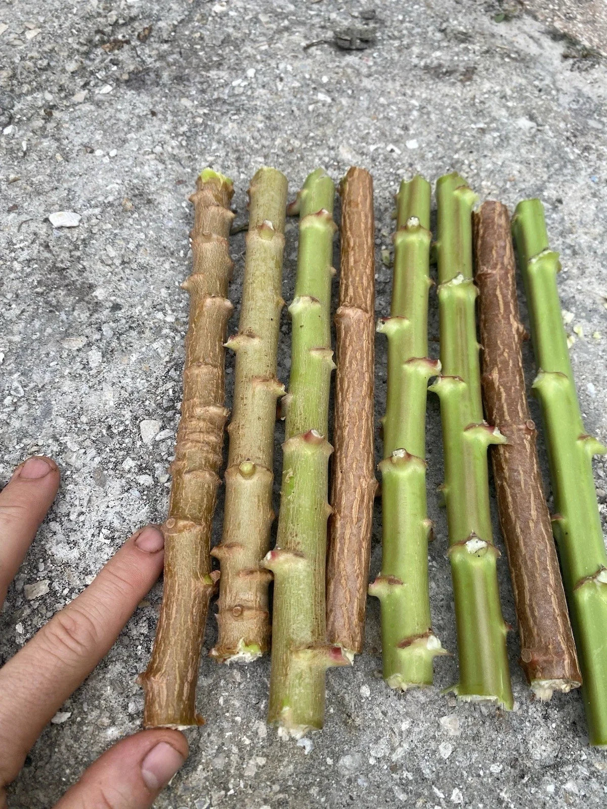 Yuca Cassava Live Cuttings 5-8” Organic Manihot Esculenta - 5 Pack, Florida Grown for Home Gardens and Agriculture