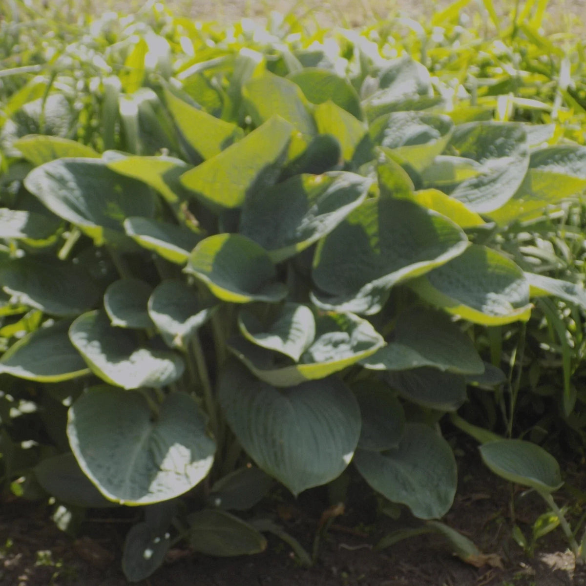 Giant Hosta Plant 1-Gallon Powder Blue Hosta 'Powder Blue' Fast-Growing Perennial for Shade Gardens