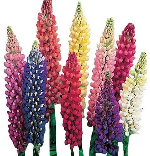 Giant Lupine Seeds - 20 Count - Exotic Flower Variety - Lupinus polyphyllus - Colorful Blooms for Garden & Pollinators