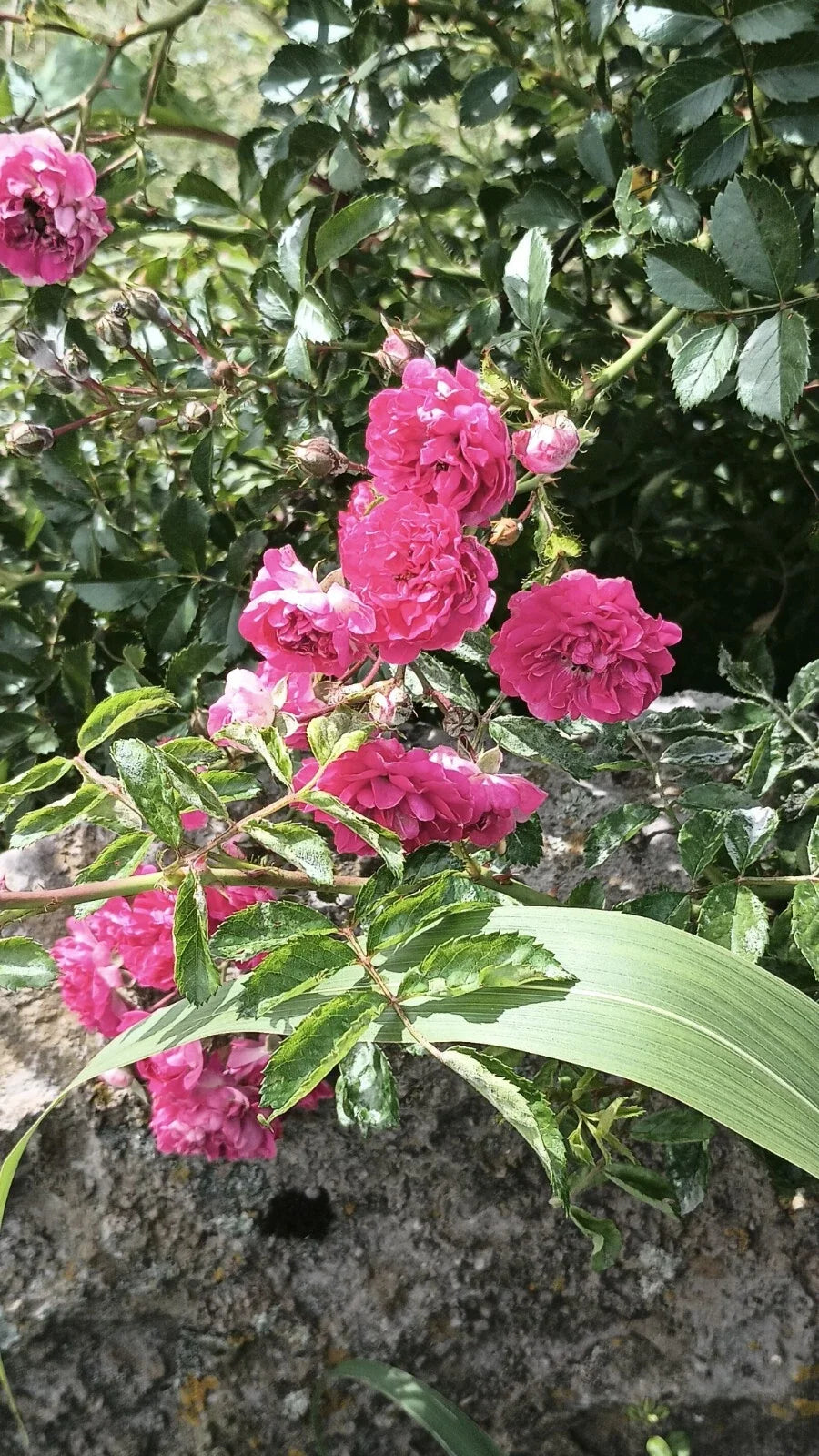 8 Cuttings Pink Seven Sisters Roses, Heirloom Climbing, Rosa 'Seven Sisters', Root-Free for Easy Propagation
