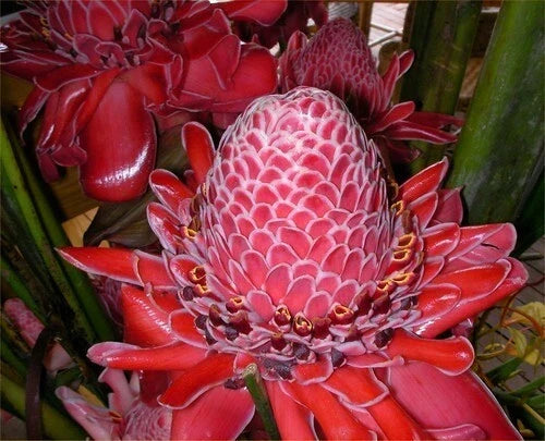 Organic Red Torch Ginger Seeds - 10 Count - Etlingera elatior - Tropical Flowering Plant for Garden & Landscape