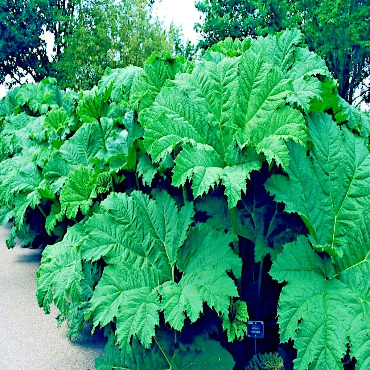 Gunnera Manicata Seeds - Rare Giant Hardy Exotic Flower - "Dinosaur Food" Seeds for Garden - Gunnera manicata (Pack of 10)