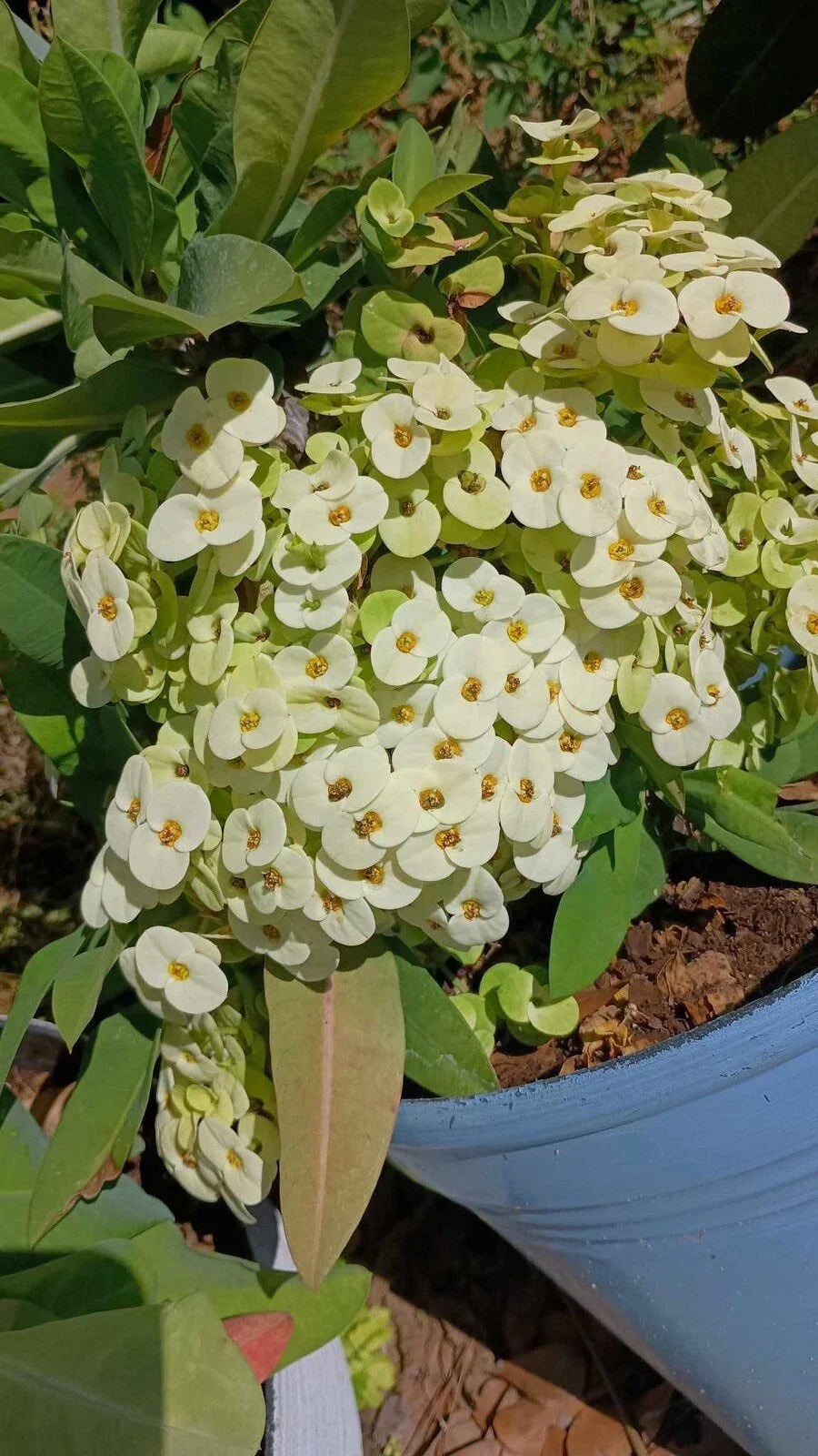 Crown of Thorns Cutting - White with Yellow Center - Euphorbia milii - 1 Count No Roots Succulent for Propagation