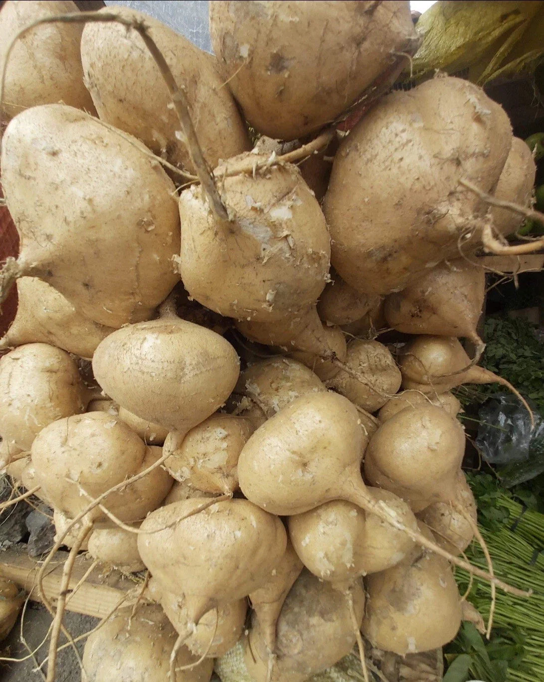 Jicama Seeds - 100+ Seeds - Mexican Turnip - Pachyrhizus erosus - Non-GMO, High Germination Rate, Free Bonus Seeds