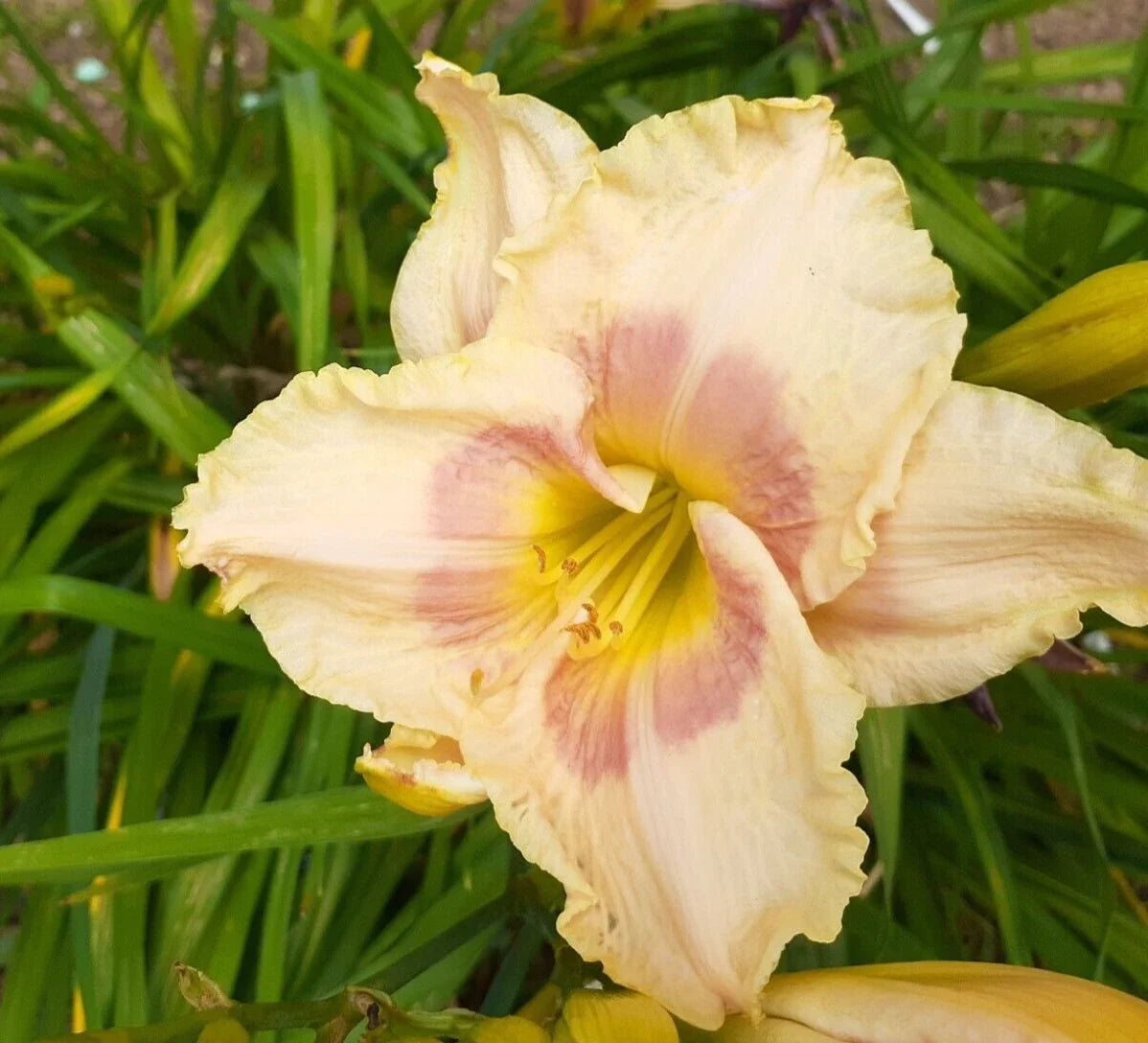 Daylily Plant Bareroot 1 Mature Fan Hemerocallis 'When My Sweetheart Returns' Deep Pink Perennial Garden Flower