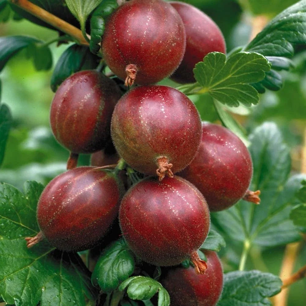 Hinnonmaki Red Gooseberry Starter Plant - Ribes uva-crispa - Superfood Berry for Zones 3-8 - Tart Red Berries for Gardens