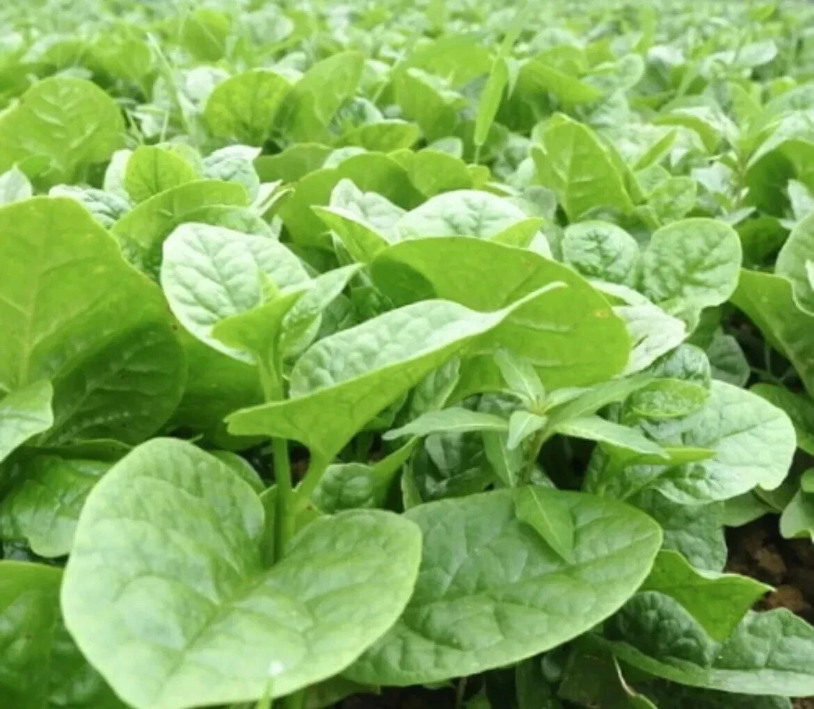 Malabar Spinach Seeds 50 Count - Thick Leaves - Basella Alba - Climbing Vegetable for Warm Climates - 2024 USA