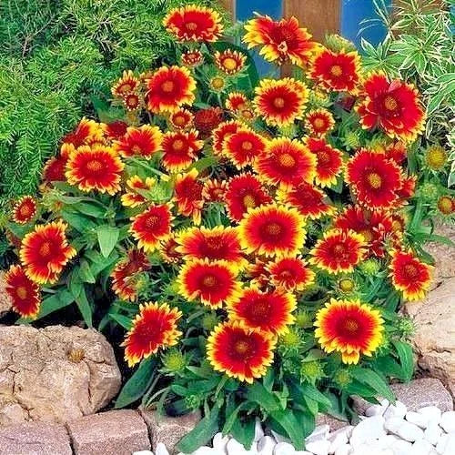 Indian Blanket Flower Seeds - 200+ Count - Gaillardia pulchella - Drought Tolerant Wildflower for Container Gardens
