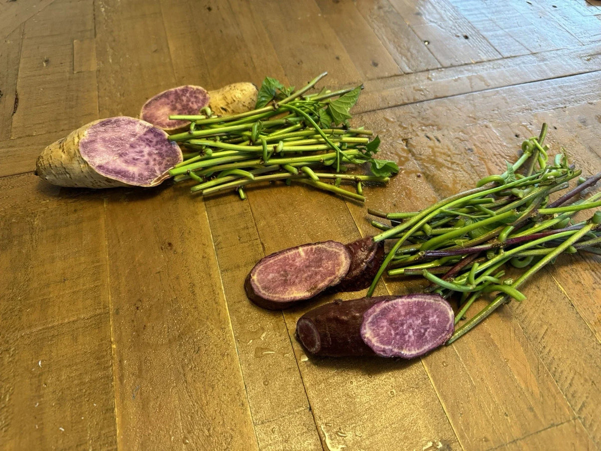 Sweet Potato Slip Cuttings - 20 Molokai & 20 Okinawa Varieties - Purple Potato - Ipomoea batatas - Non-GMO Gardening
