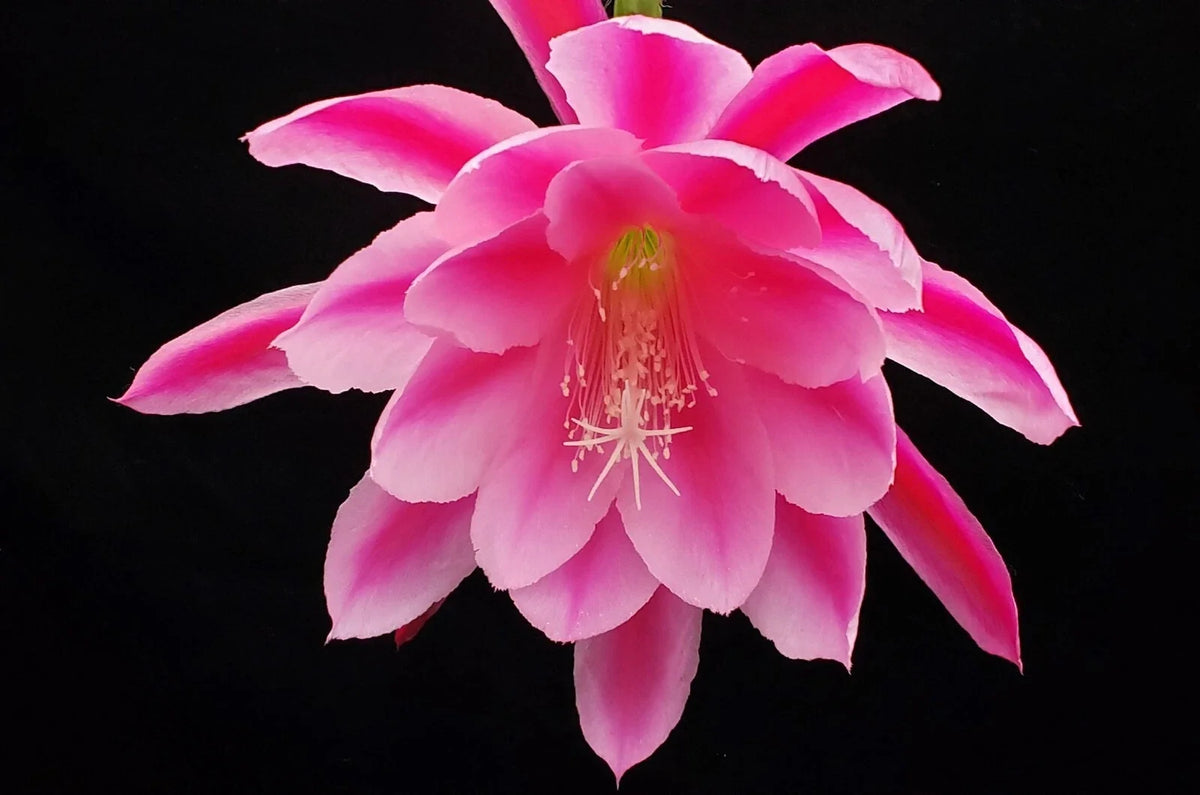 Orchid Cactus Rooted Cutting - Epiphyllum 'Grand Baroque' - Rare Colorful Succulent Plant for Home Garden