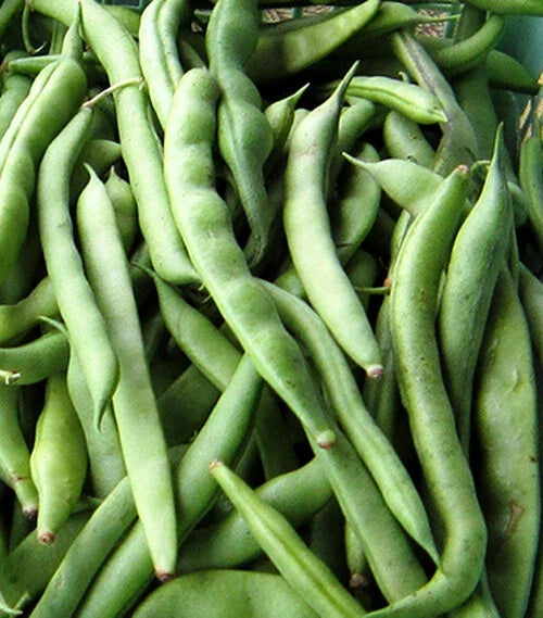 Kentucky Wonder Pole Bean Seeds - 15+ Pack - Chinese Four Seasons Green Bean - Phaseolus vulgaris - Non-GMO Gardening Seeds