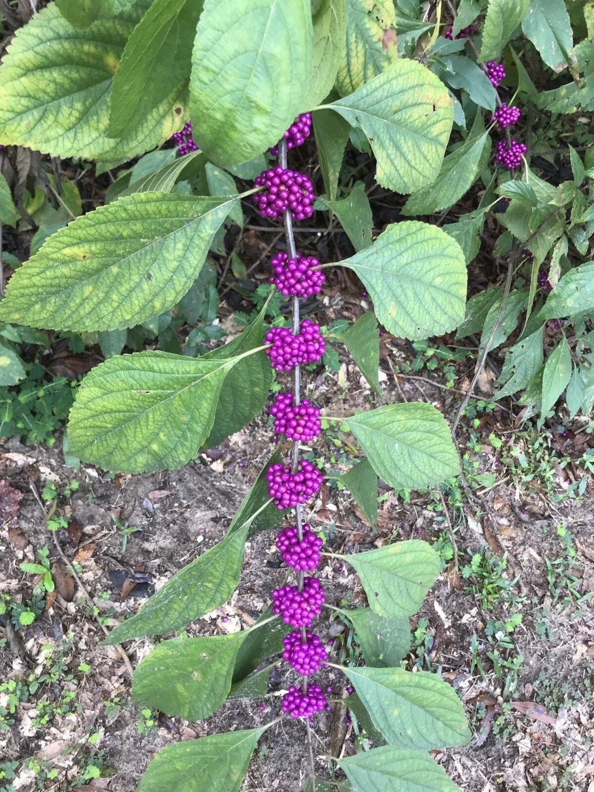 American Beautyberry Live Plant 6+ Inches Starter - Vibrant Purple Berries, Hardy Perennial Shrub - Callicarpa americana