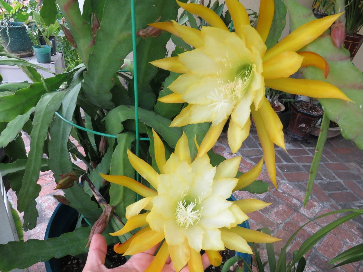 Epiphyllum Orchid Cutting 8"-10" Queen of the Night Cactus Ric Rac (Epiphyllum oxypetalum) - Exotic Fresh Plant Cutting