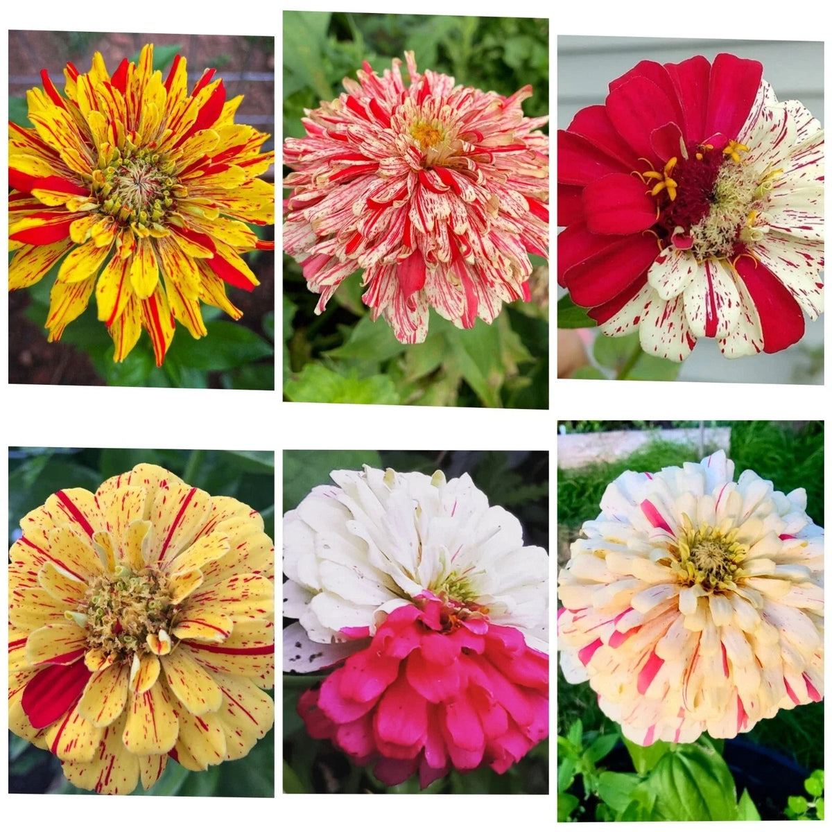 Zinnia Seeds - 35 Count Candy Striped Flower Mix - Double Flowers (Zinnia elegans) - Vibrant Garden Color