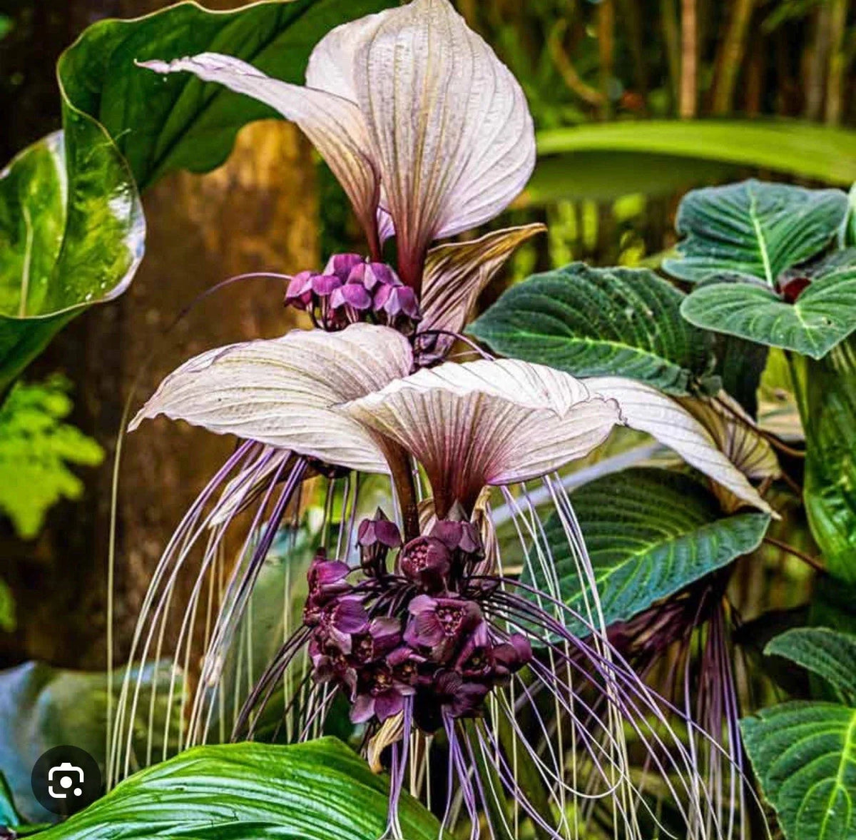 White Bat Flower Starter Plant - Small Rooted Tacca integrifolia - Unique Black Lily Variety - Exotic Indoor/Outdoor Plant