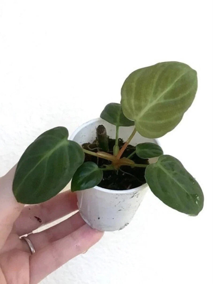 Philodendron El Choco Red Small Starter Plant - Rooted Houseplant for Terrarium - Philodendron 'El Choco Red'