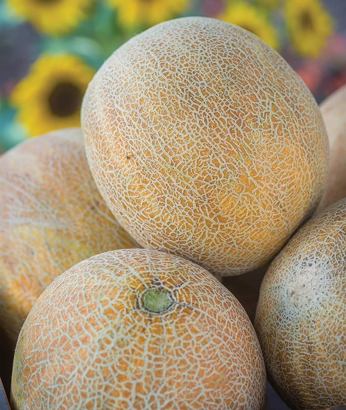 Ambrosia Cantaloupe Melon Seeds, 10 Seeds, Sweet Flavor, Cucumis melo 'Ambrosia' for Home Gardening