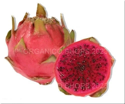 Dragon Fruit Cutting - 12 Inch Neon Variety - Hylocereus setaceus X - Vibrant Cactus for Propagation and Home Gardening