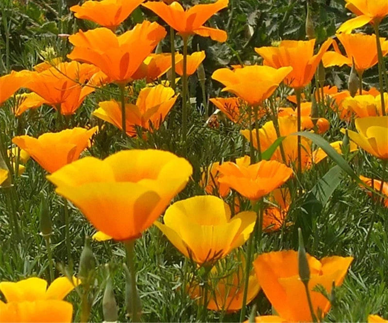 California Poppy Seeds 200 Count - Bright Orange Flowers - Eschscholzia californica - Non-GMO, Easy to Grow